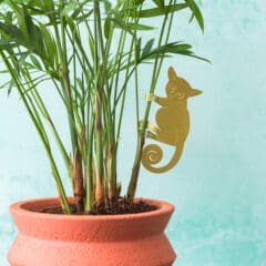 Bijou de Plante Bush Baby