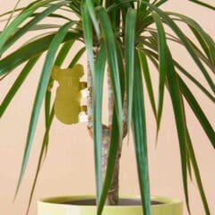 Bijou de Plante Koala