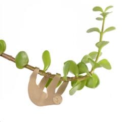 Bijou de Plante Paresseux