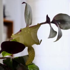 Bijou de Plante Ecureuil Volant