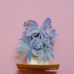 Mini Carte Pop Up - Bouquet de Chardons
