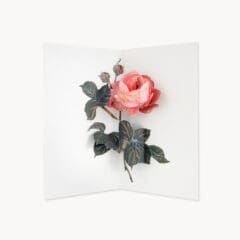 Carte pop-up Rose Ancienne