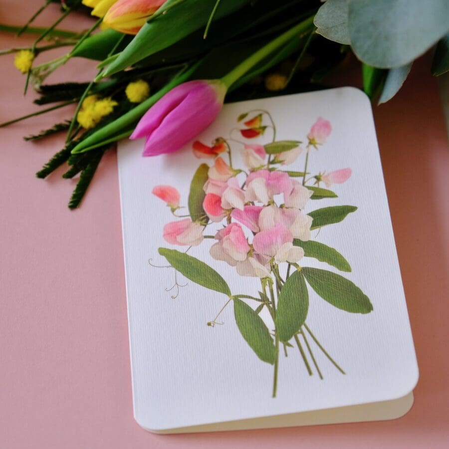 Carte de Voeux Pois de Senteur Roses  – Image 2