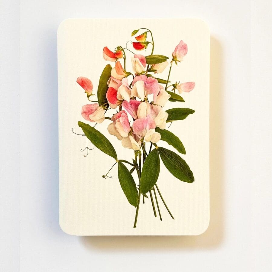 Carte de Voeux Pois de Senteur Roses 