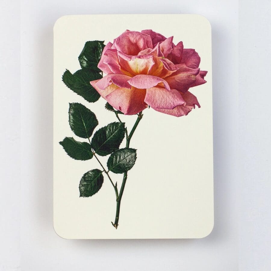 Carte de Voeux Rose Rose Crème