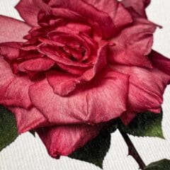Carte de Voeux Garden Rose