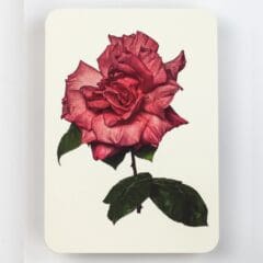 Carte de Voeux Garden Rose