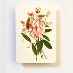 Carte de Voeux Pois de Senteur Roses 