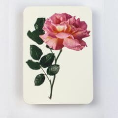 Carte de Voeux Rose Rose Crème