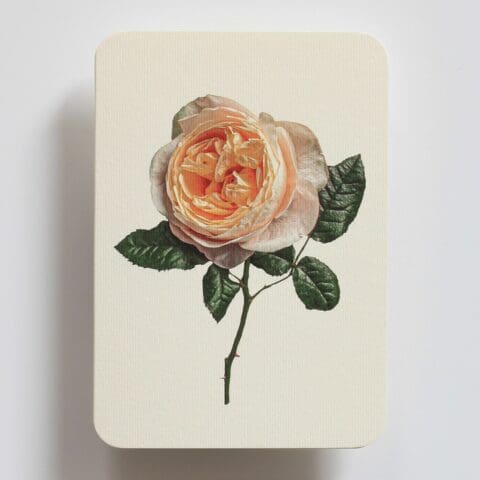 Carte de Voeux Soft Peach Rose