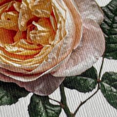 Carte de Voeux Soft Peach Rose