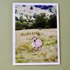 Photographies Brodées - Flower Sheep
