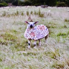Photographies Brodées - Flower Sheep