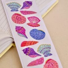 Stickers Coquillages des Mers du Sud