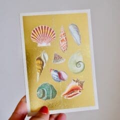 Carte Gold - Collection de Coquillages